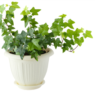 How to take care of Hedera helix