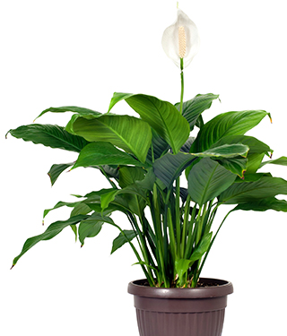 Care instructions for Spathiphyllum