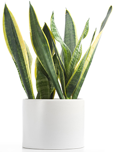 How to grow Sansevieria trifasciata laurentii