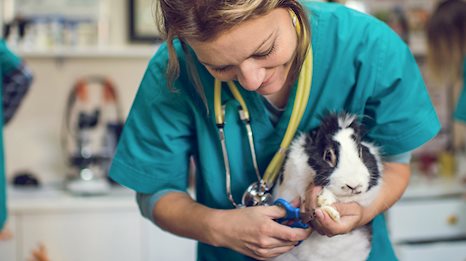 Veterinary | ontariocolleges.ca