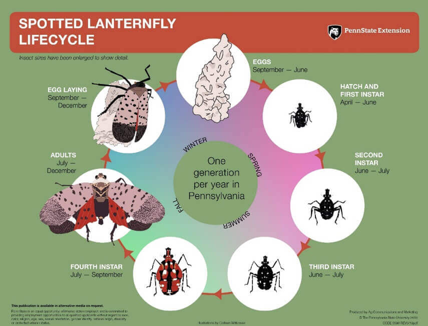 Truck drivers key to stopping spotted lanternfly invasive species